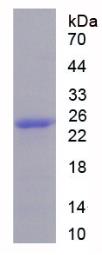SDS-PAGE (JUP-2351H).jpg